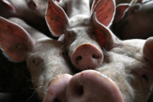 Agri department teams up with FDA on vaccines for livestock and poultry